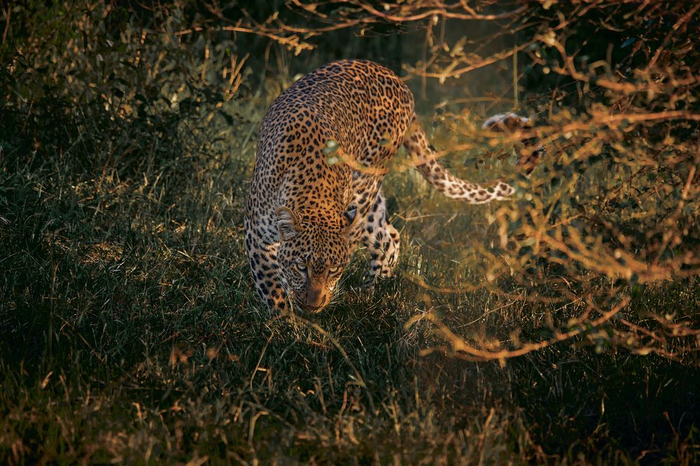 Kaboso The Devil Beauty