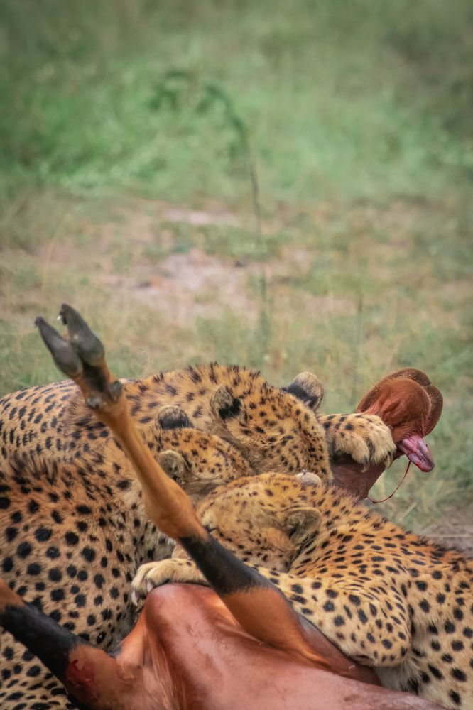 Tano Bora the unbeatable