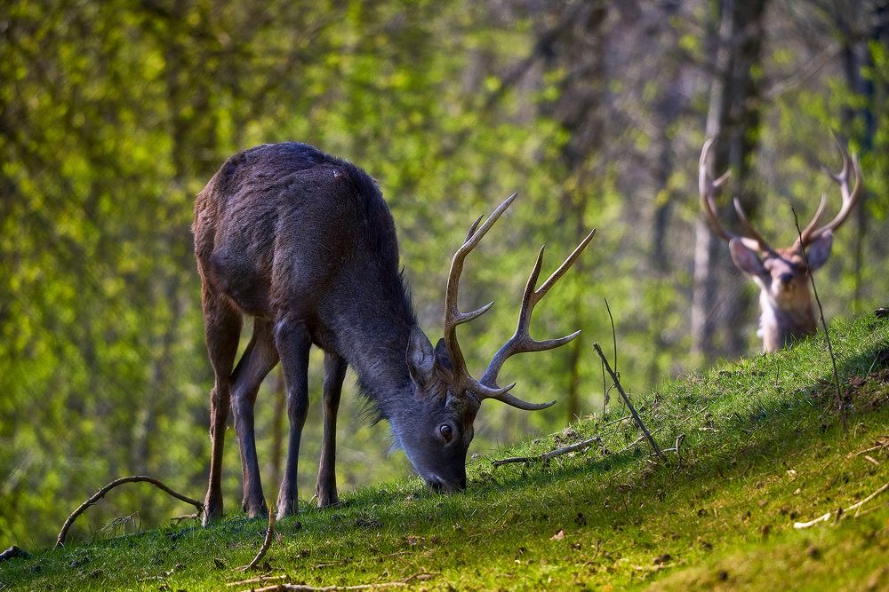 Северный олень