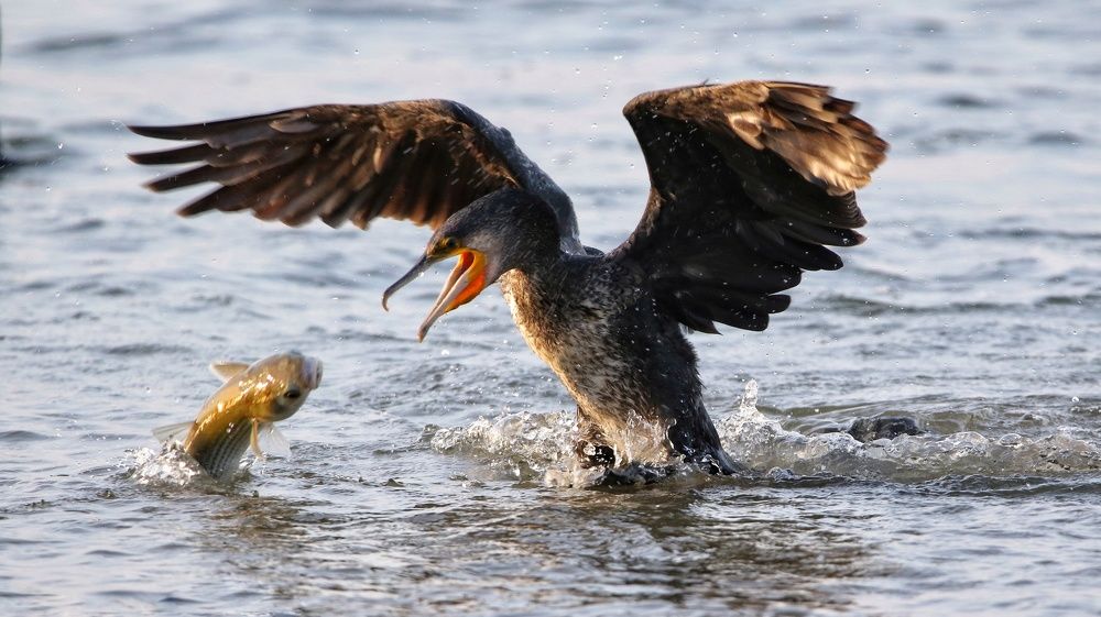 Photograph by Cohen Isaac