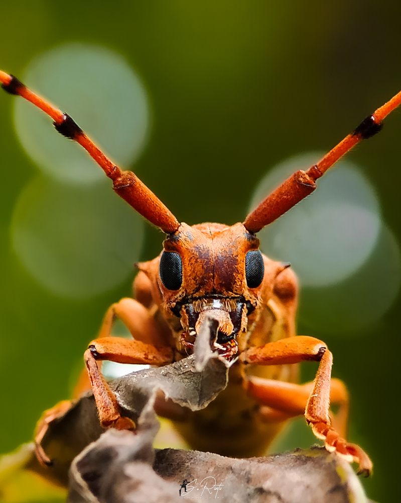 Photograph by Rintu Das