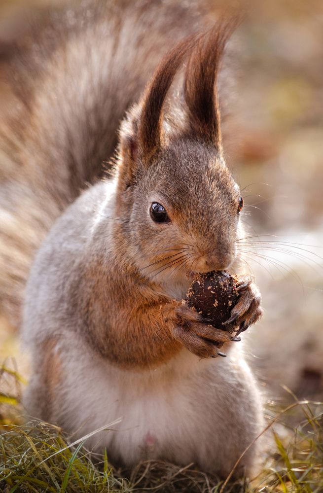 Вкусный обед