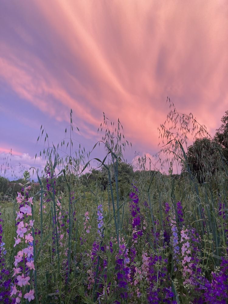 Краски летнего заката