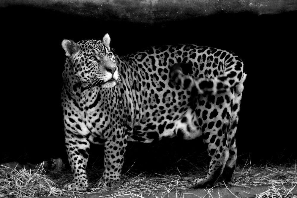 Photograph by Carmem De Luca