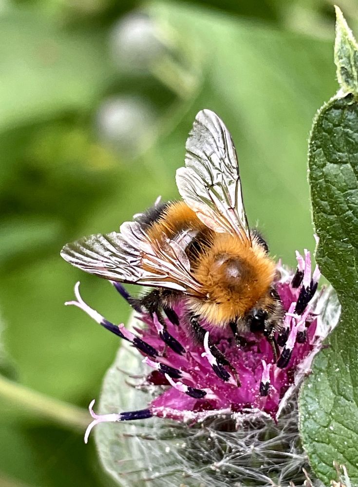 Мохнатый шмель