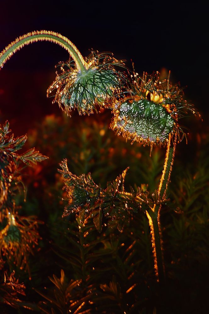 О своём, о сокровенном