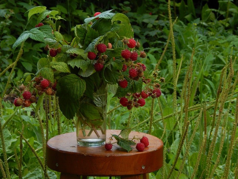 Photograph by Ирина Самойленко