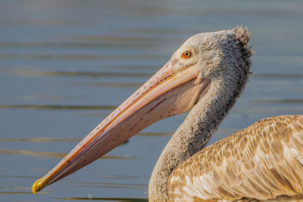 Stillness Before the Strike