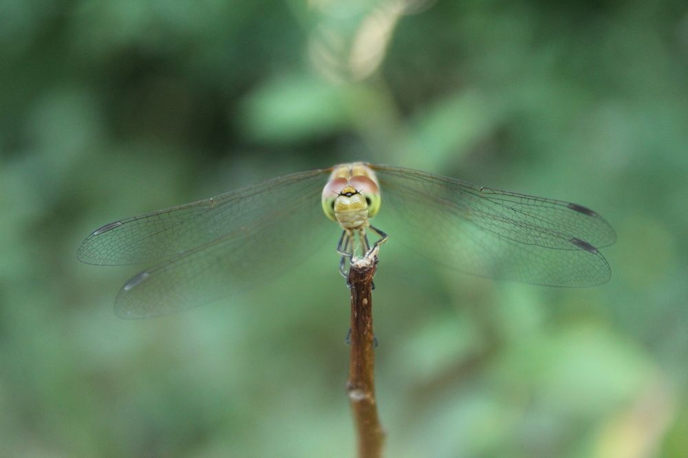 Photograph by Елена Кузнецова