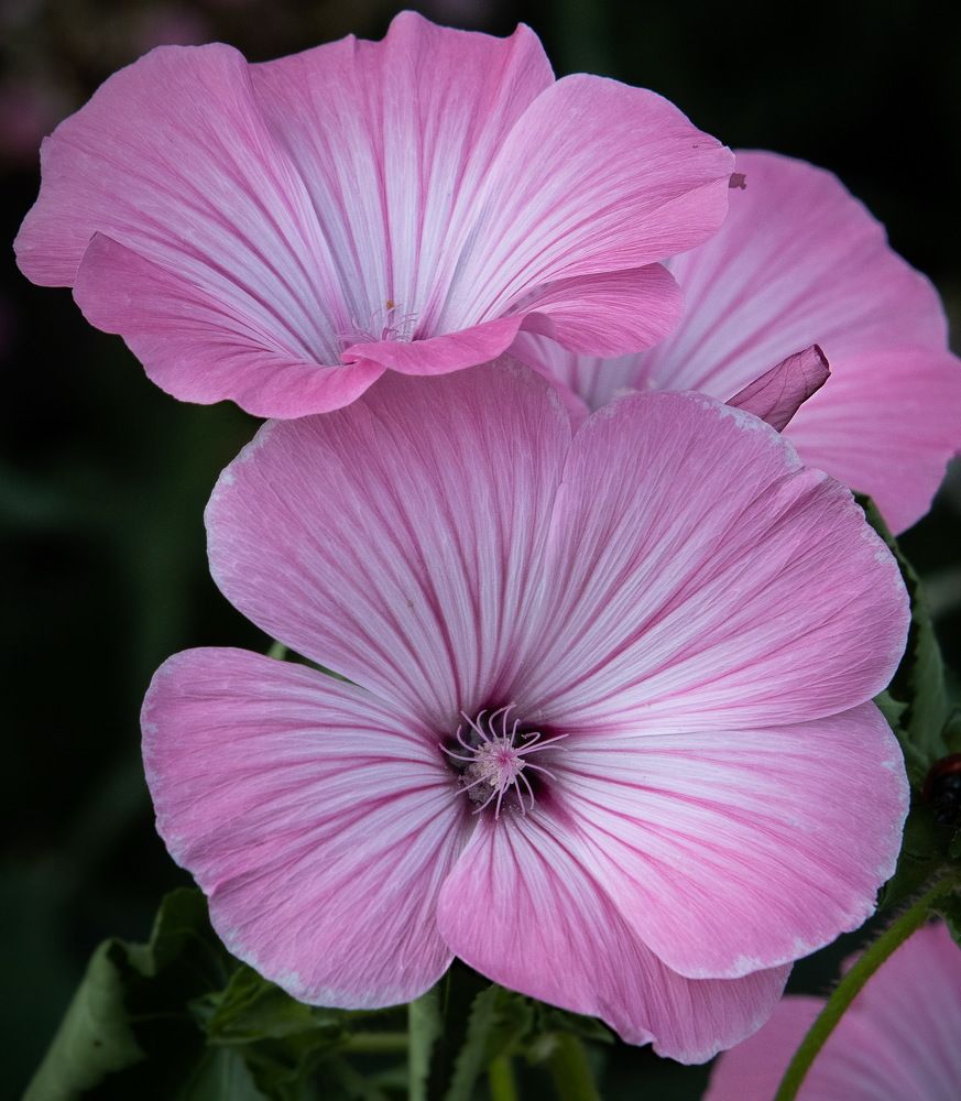 Photograph by Евгений Михеев