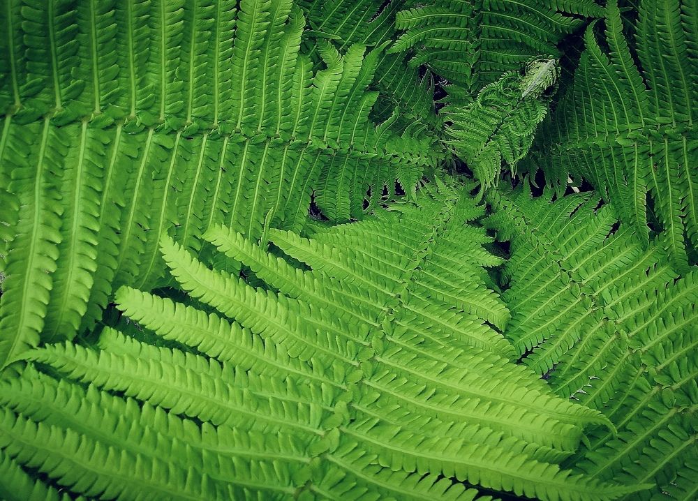 Photograph by Ольга Трыканова