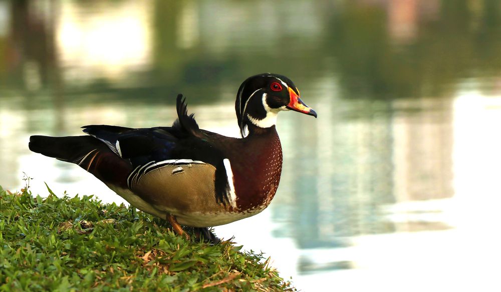 Photograph by Simone Guaselle