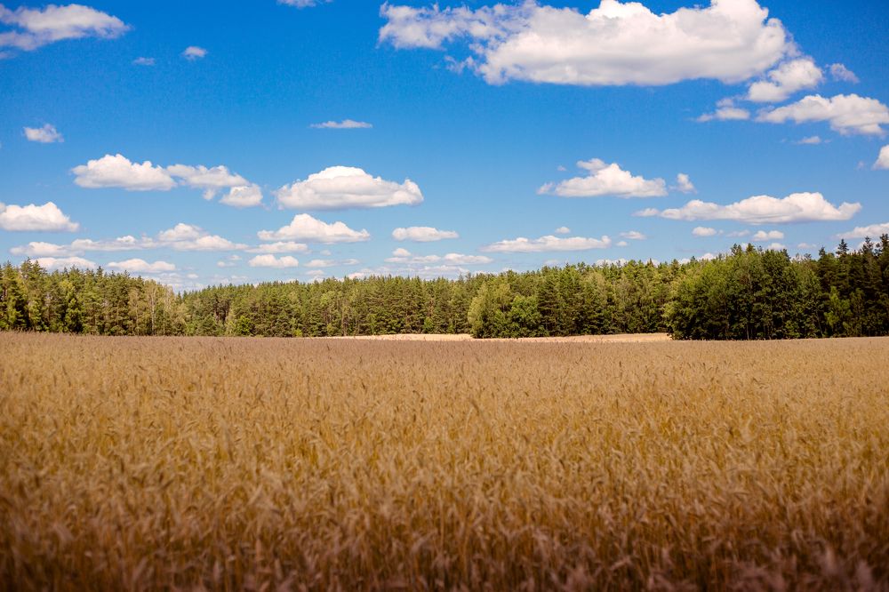 Фотография автора Мария Суходолец