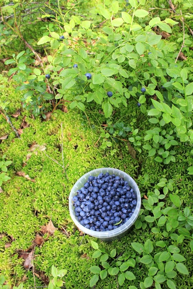 Photograph by Olga Bagaeva