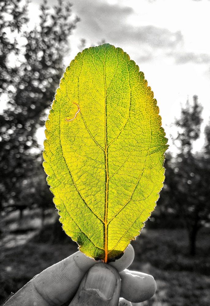 Golden leaf