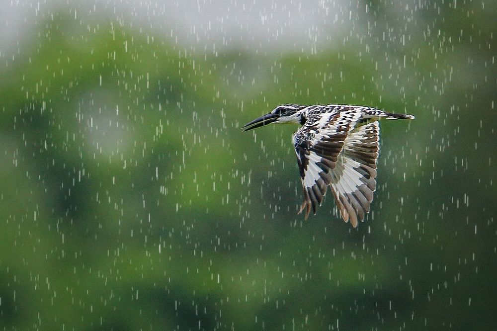 Pied kingfisher