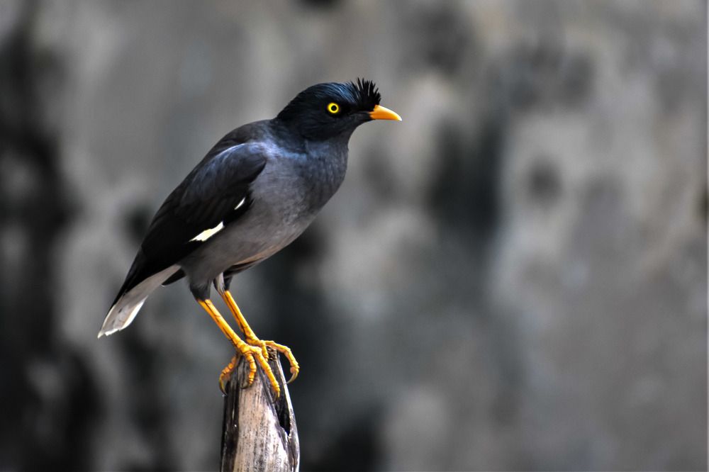 Photograph by Kamal Bhattacharjya