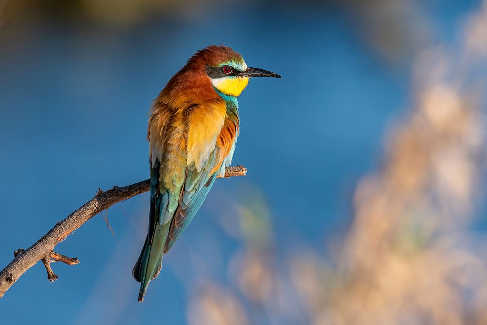 Photograph by Messina Alfonso