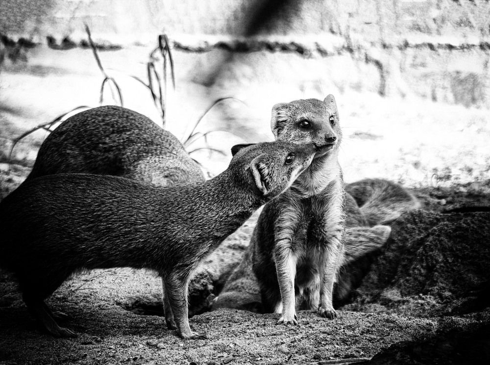 Поцелуй мангуста