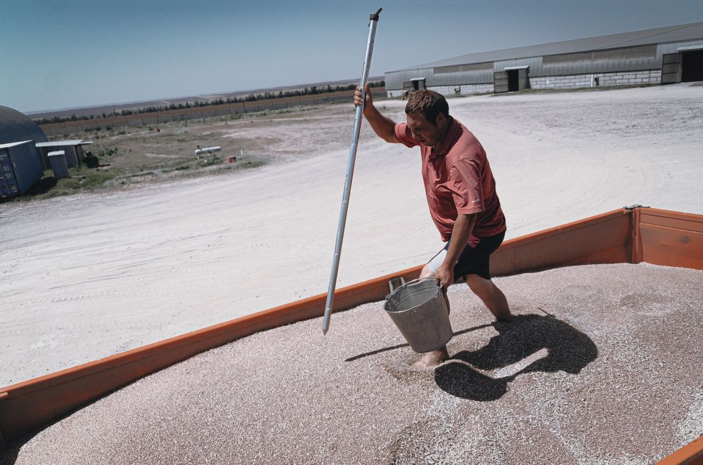 Пшеница, третий сорт