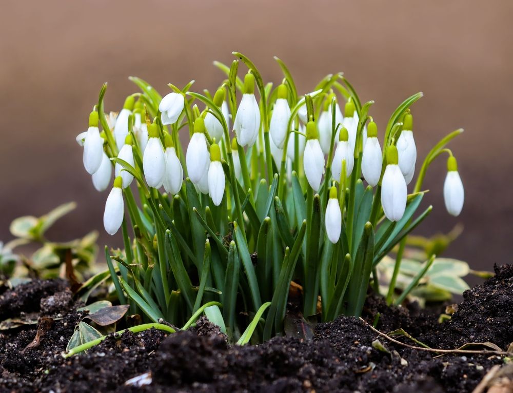 Подснежники.