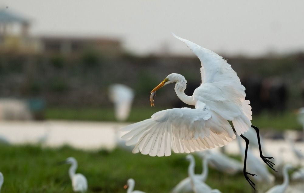 Egret with catch