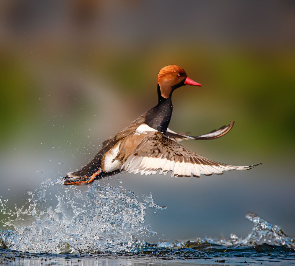 Red Crested Pochard takeoff