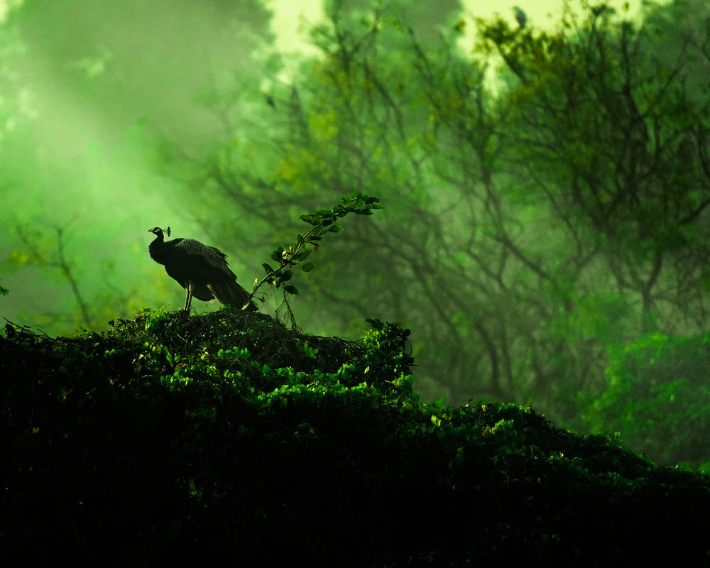 Peacock and the elegance.