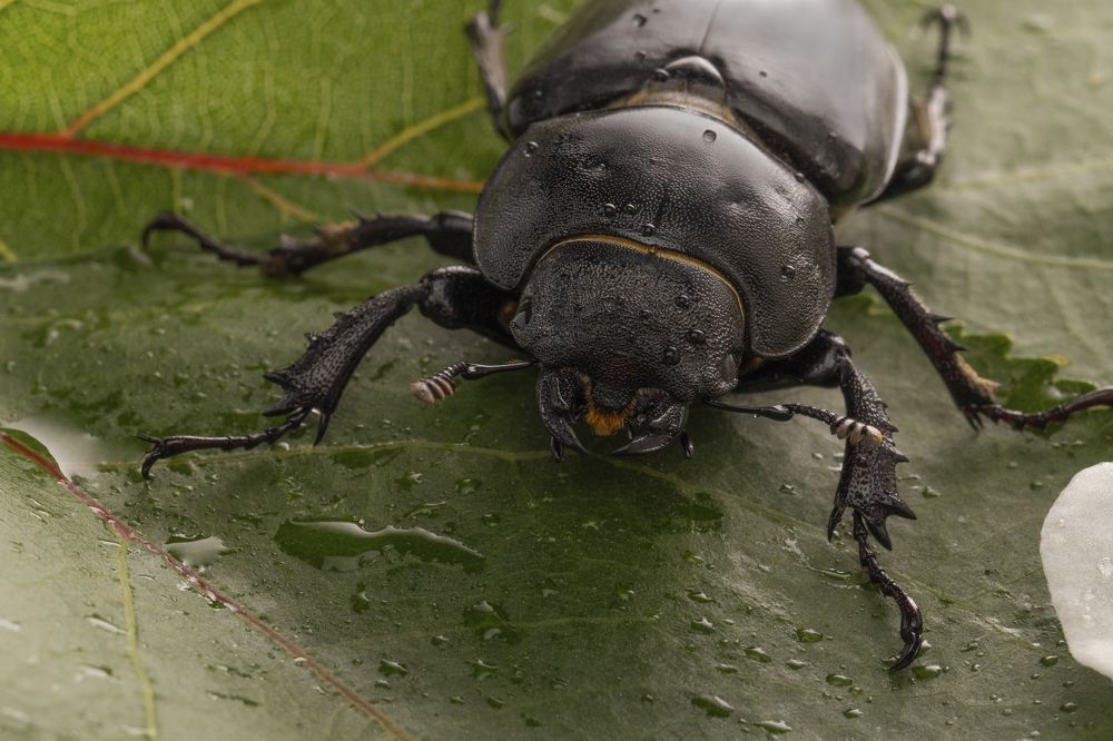 Жук на листе