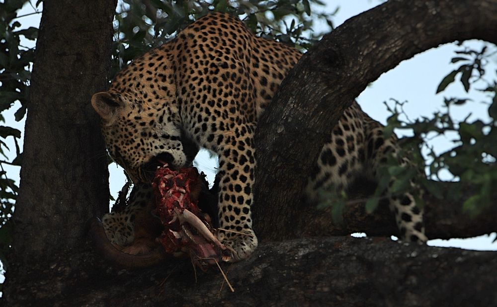 Photograph by Jacques Nel