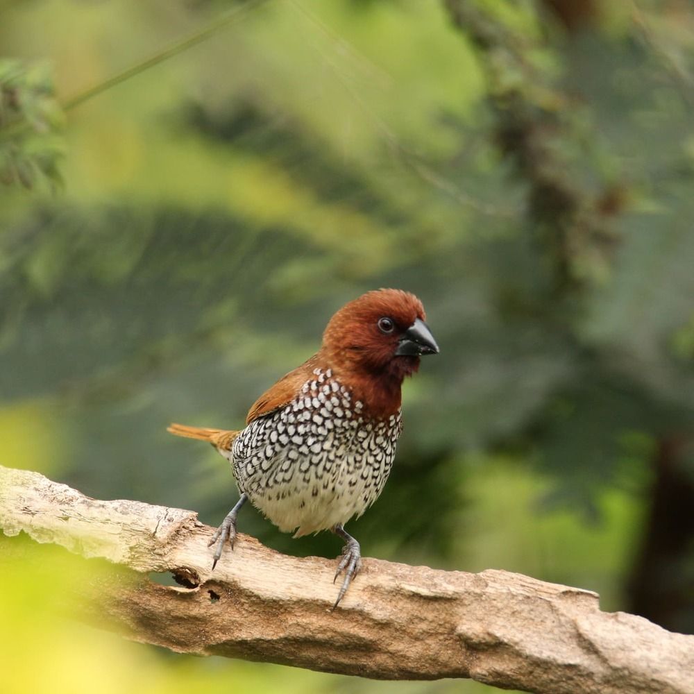 Photograph by Sunil Agadi