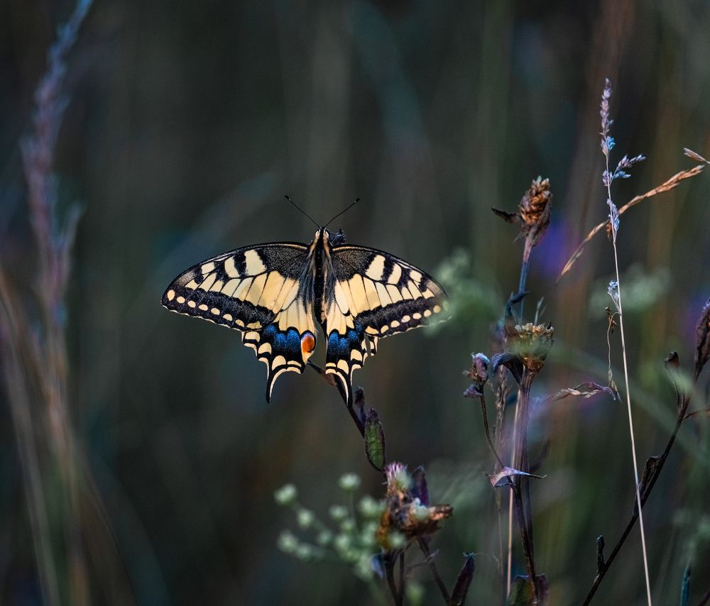 Photograph by Владимир Коновалов