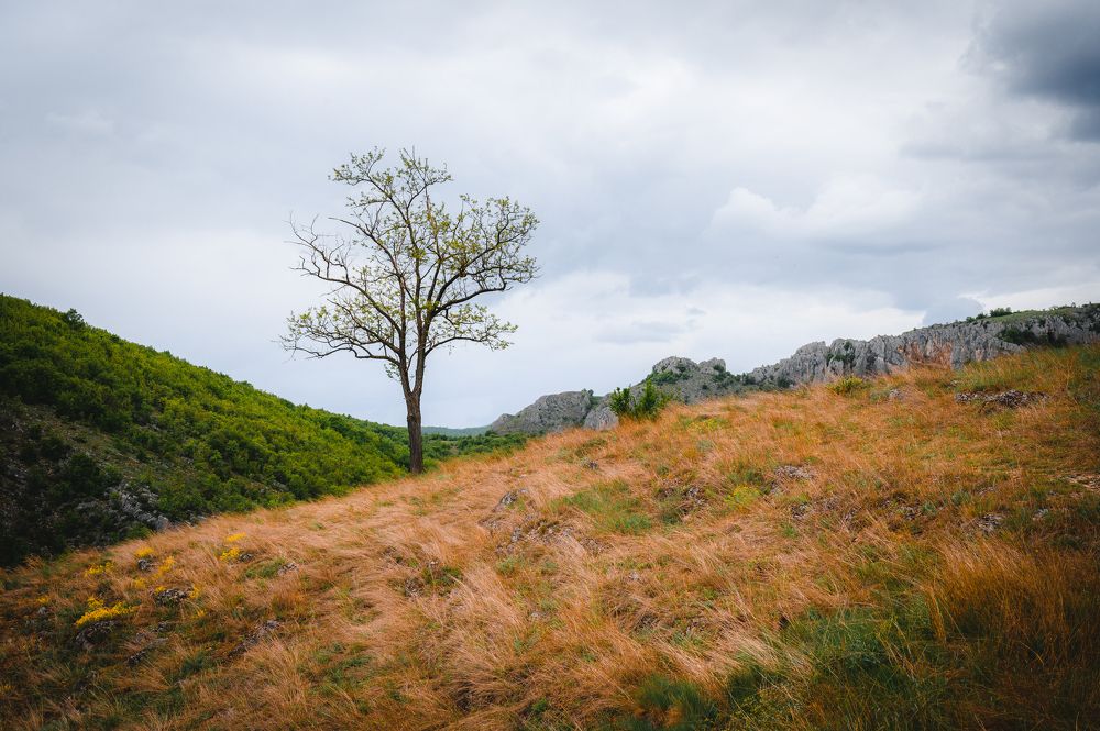 Photograph by Branislav Andjelkovic