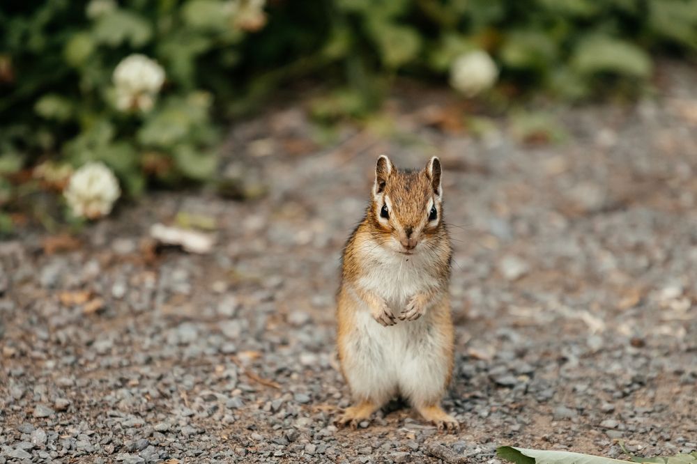Бурундучки в Красноярском лесу