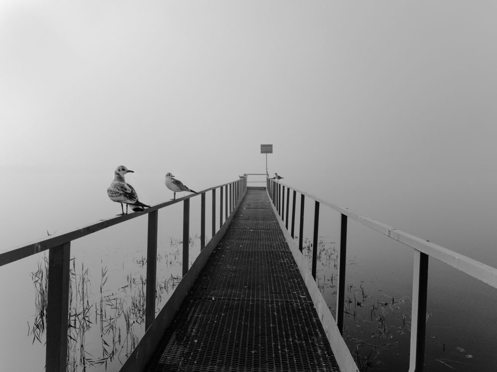 Пока не улетели