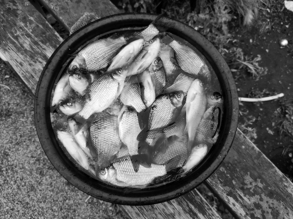 Photograph by Ирина Саттарова