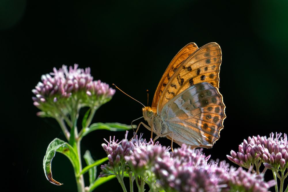 Photograph by Viktor Makarov