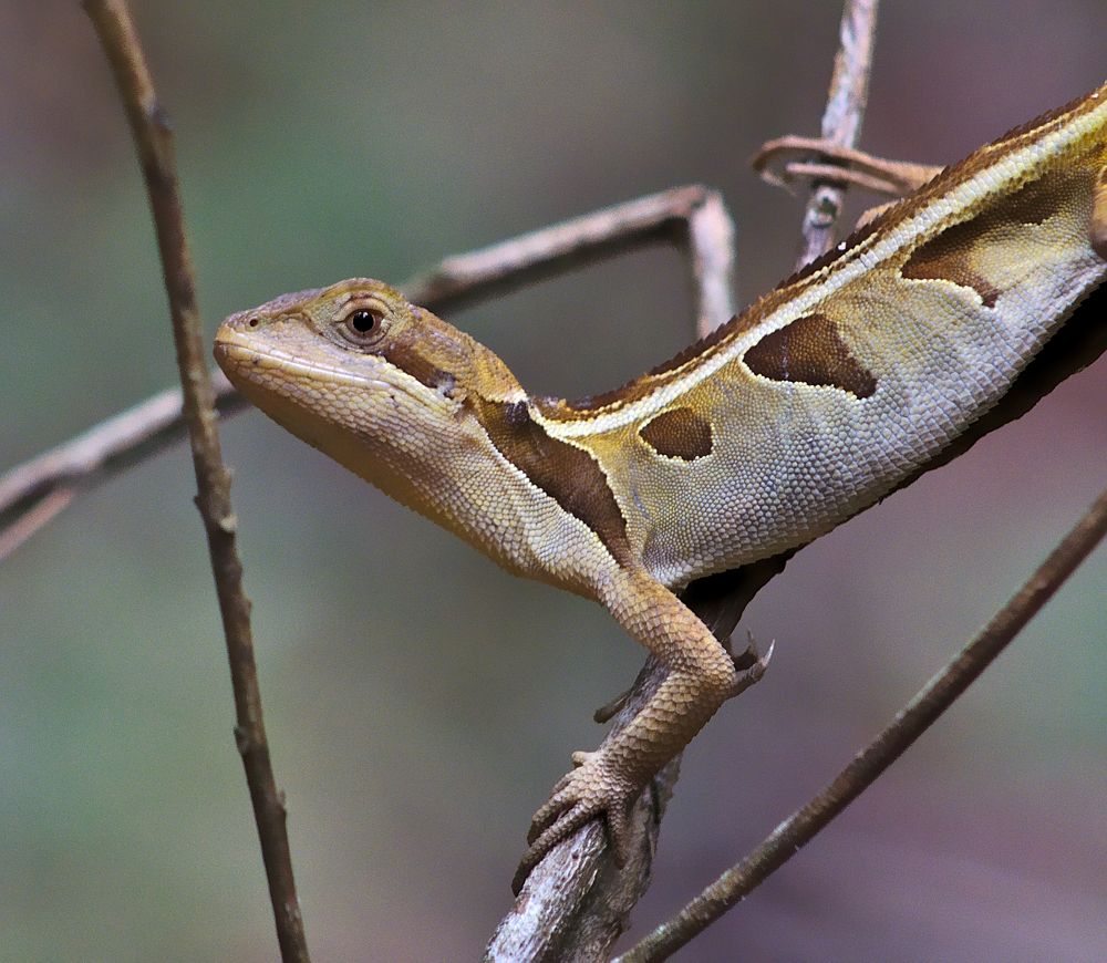 Photograph by VANDEIR FERREIRA SILVA PAIXAO