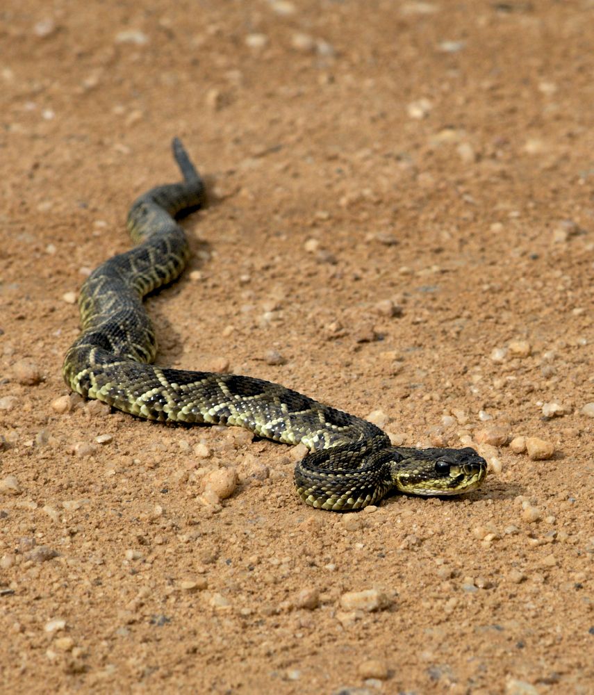 Photograph by VANDEIR FERREIRA SILVA PAIXAO