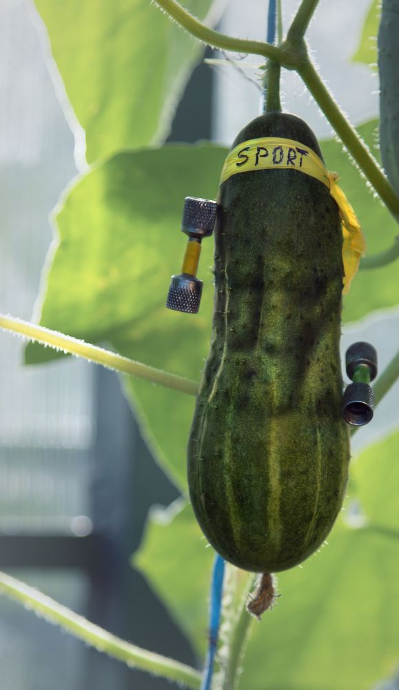 С кубиками не рождаются