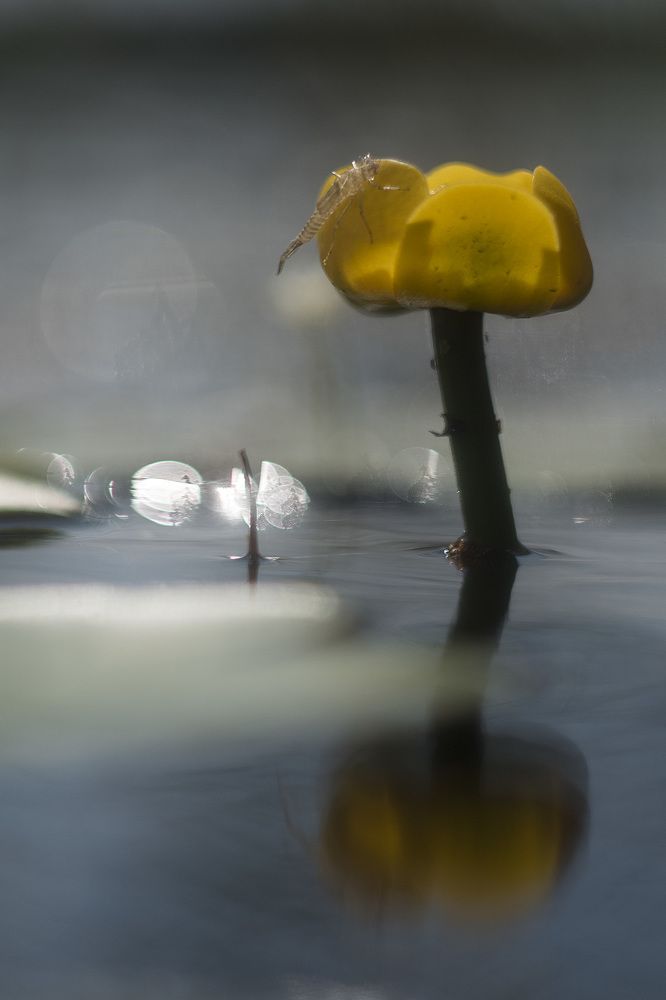 Photograph by Оксана Каменская