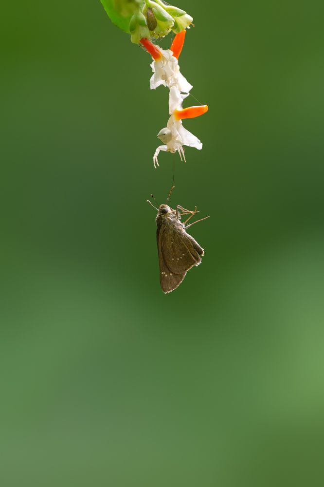 Photograph by Kushan Madushanka Sonnadara