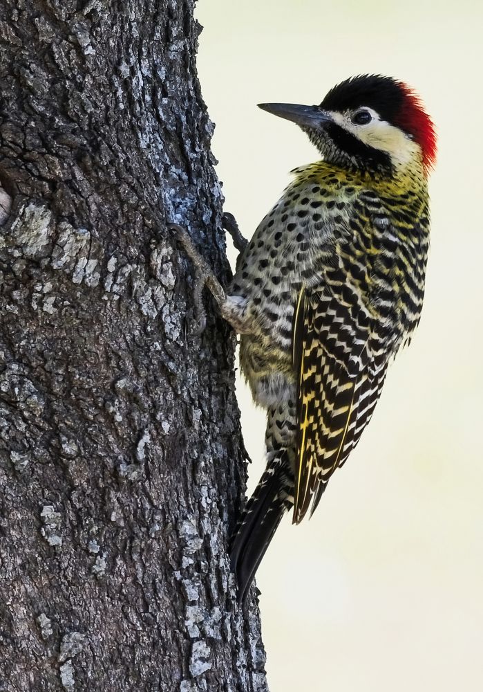 Photograph by Daniel Horacio Colmeña