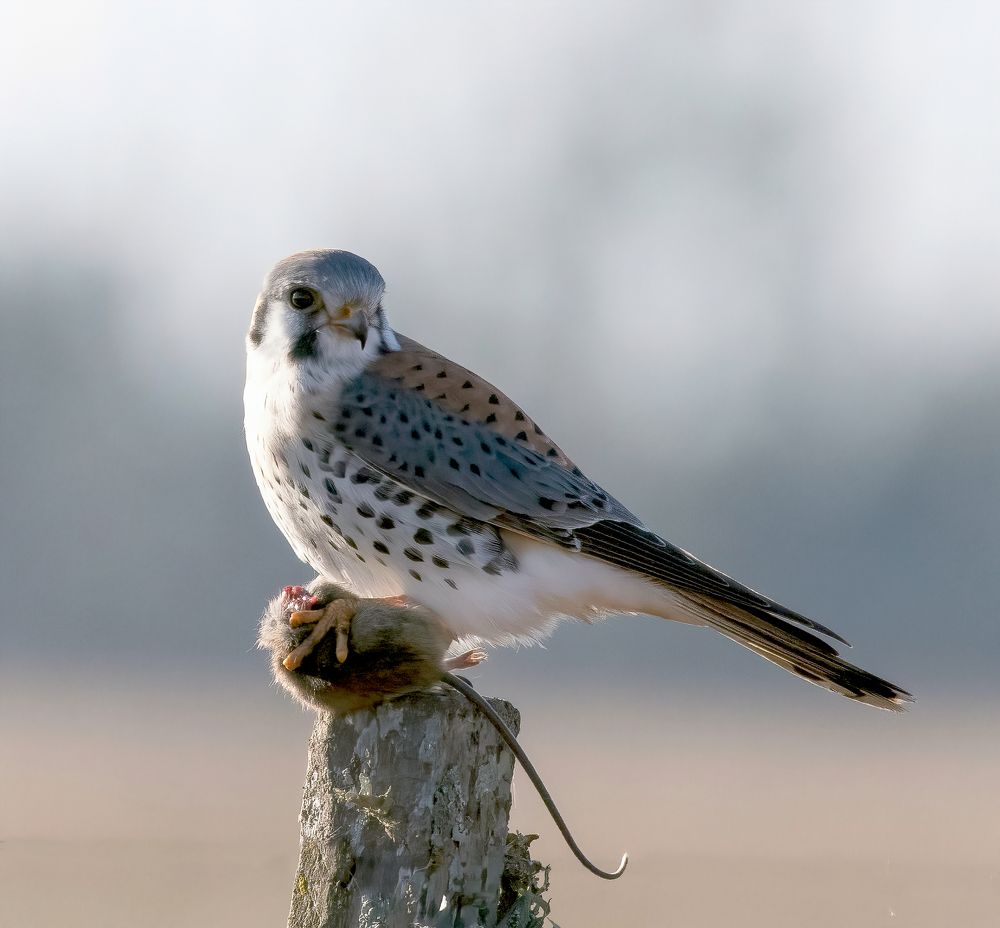 Photograph by Daniel Horacio Colmeña