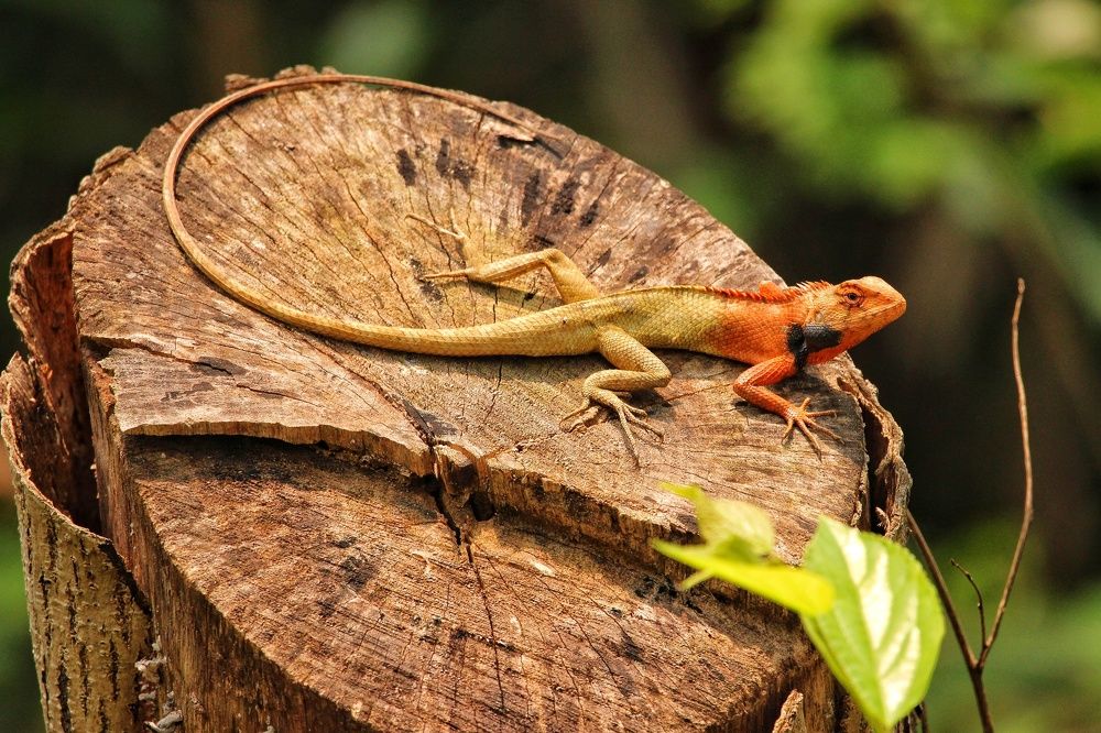 Photograph by Cohen Isaac