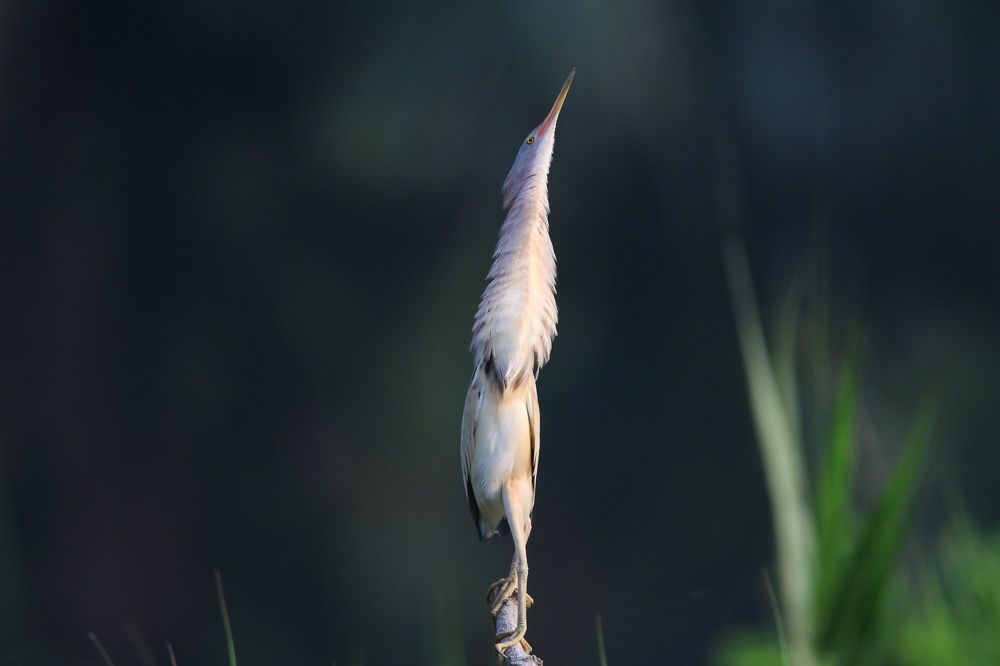 Photograph by Cohen Isaac