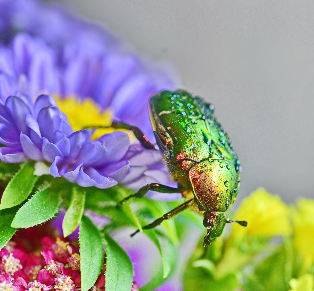 Бронзовка на астрах