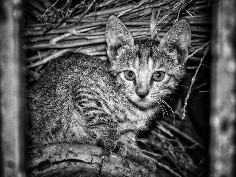 Photograph by ShaRief MiRza