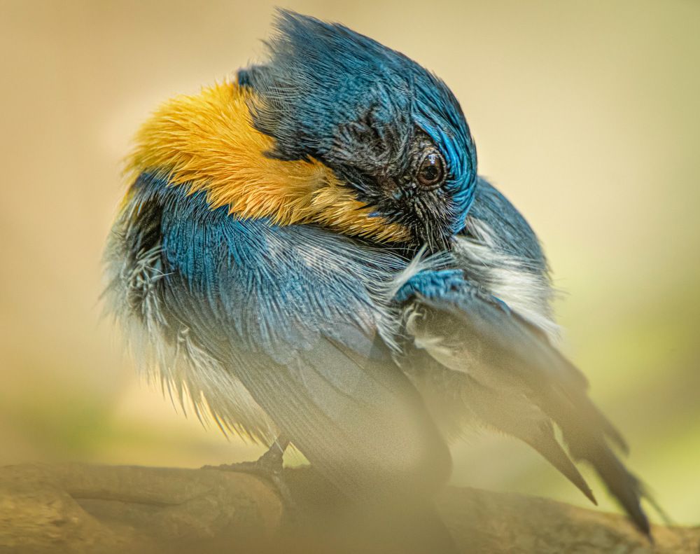 Tickells Blue Flycatcher