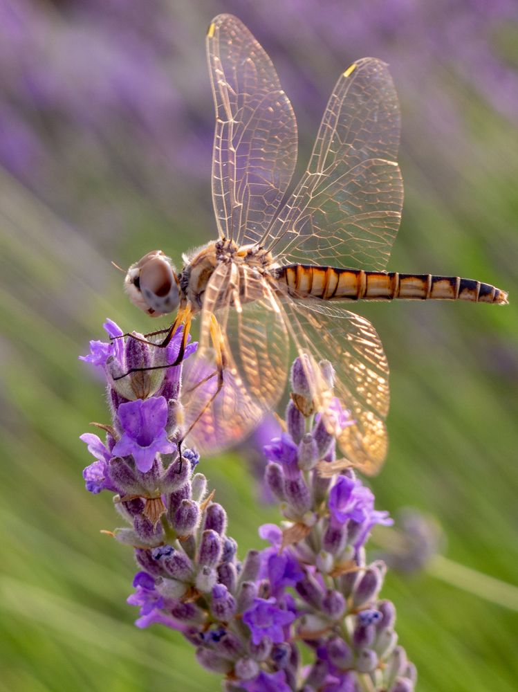 Фотография автора Denes Doma